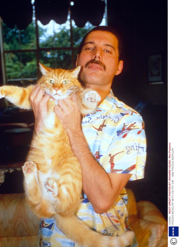 freddie-mercury-and-queen-Freddie_Mercury_e_i_Queen12.jpg