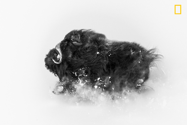 DEEP SNOW PHOTO AND CAPTION BY JONAS BEYER