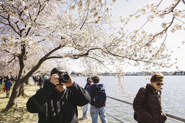 washington.-city's-rate-of-technology-to-wealth-Cherry_Blossoms_Tidal_Basin_courtesy_of_washington.org.jpg