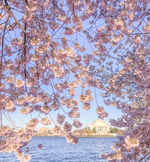 washington.-city's-rate-of-technology-to-wealth-Cherry_Blossoms_courtesy_of_washington.org.JPG