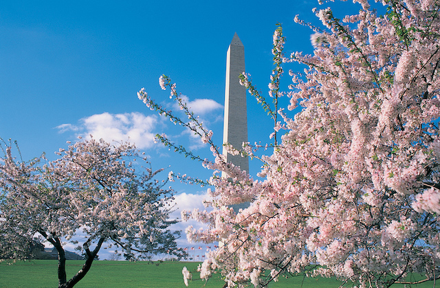 washington.-city's-rate-of-technology-to-wealth-Cherry_Blossoms_in_DC_courtesy_of_washington.org.jpg