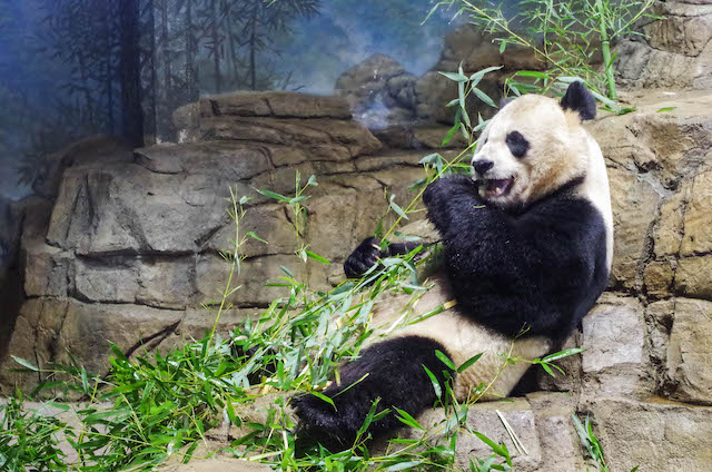 washington.-city's-rate-of-technology-to-wealth-National_Zoo_courtesy_of_washington.org.jpg