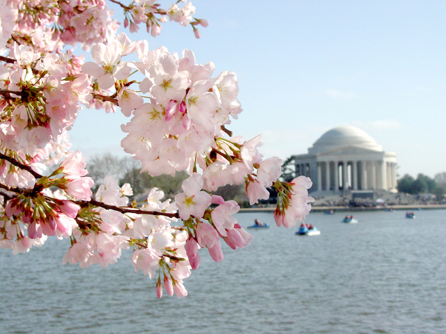 washington.-city's-rate-of-technology-to-wealth-Take_a_stroll_along_the_Tidal_Basin_in_the_spring_to_catch_a_glimpse_of_the_Jefferson_Memorial_and_the_iconic_Cherry_Blossom_trees_courtesy_of_washington.org.JPG