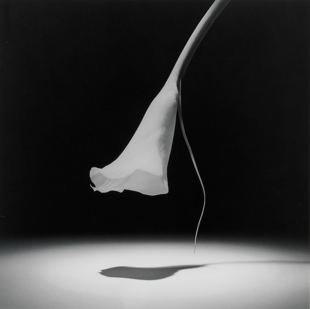 guggenheim--implicit-tensions-Mappplethorpe_93.4302_Calla_Lily_1986.jpg
