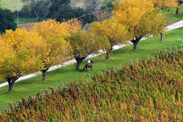 italy--riviera-del-conero-NATURA_urbinati_foto_n_18_A_cavallo_tra_le_vigne2_(1).jpg