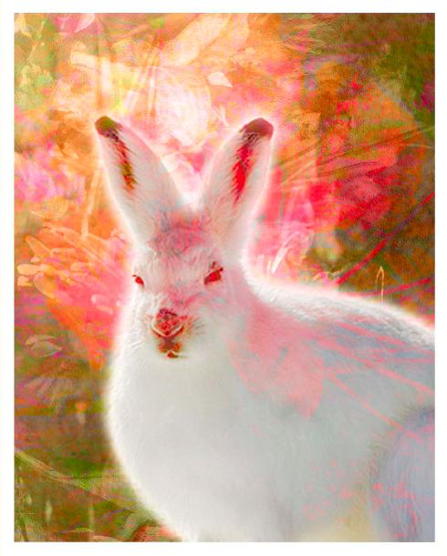 digital-art---lisa-wray-42D1A862-728B-4417-92B3-3E8FC3501541-2922-000004F63F9D4CD0.png