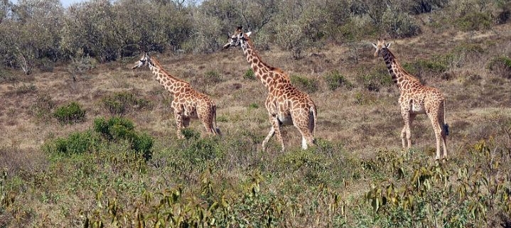amboseli-national-park---kenya---images-Hells-gate-national-park-1-719x321.jpg