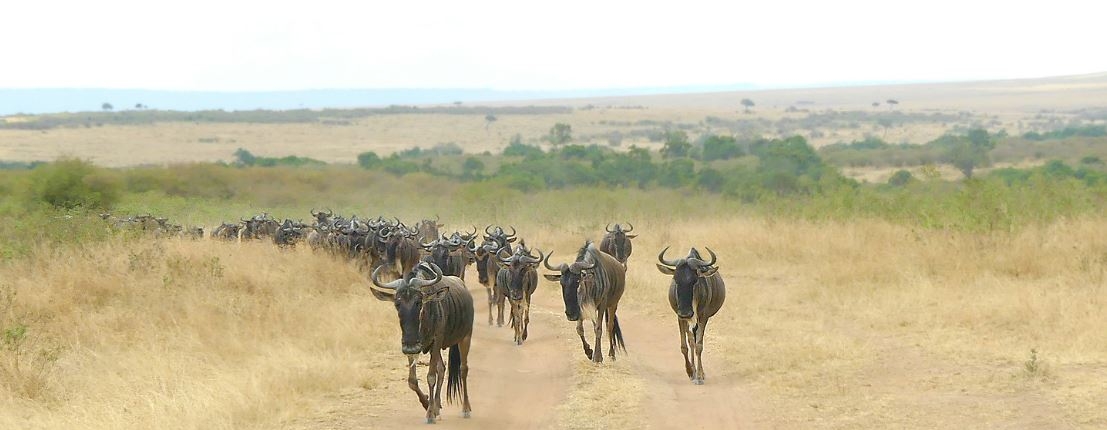 amboseli-national-park---kenya---images-masai-mara-national-reserve-1107x430.jpg
