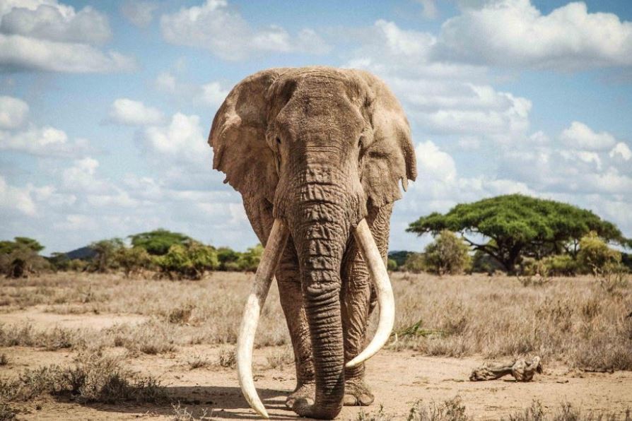 Amboseli National Park - Kenya - images