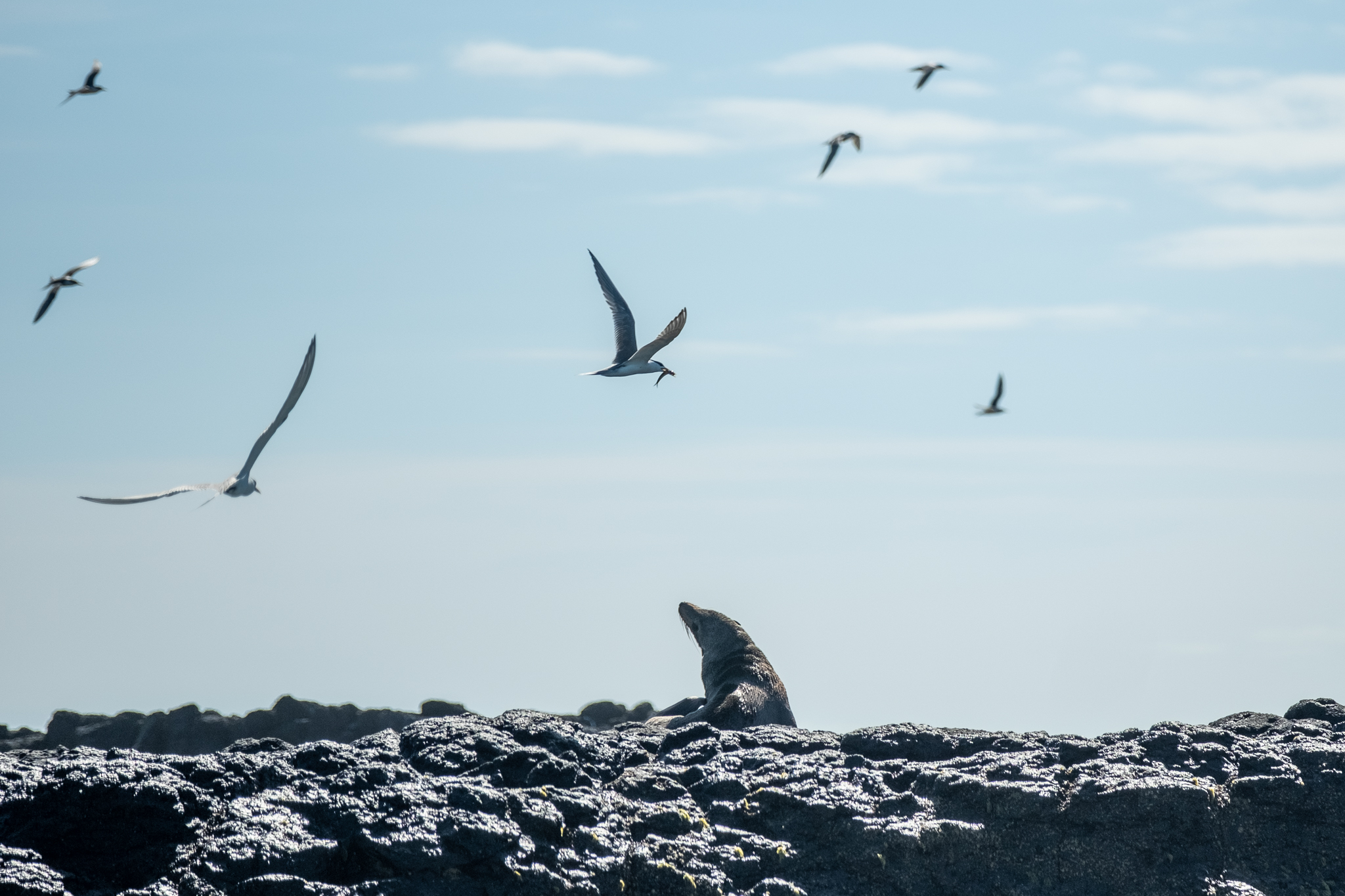 phillip-island-nature-parks---australia---images-Seal-rocks.jpg