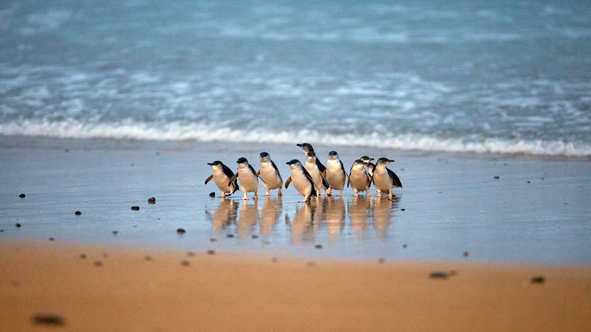 Phillip Island Nature Parks - Australia - images