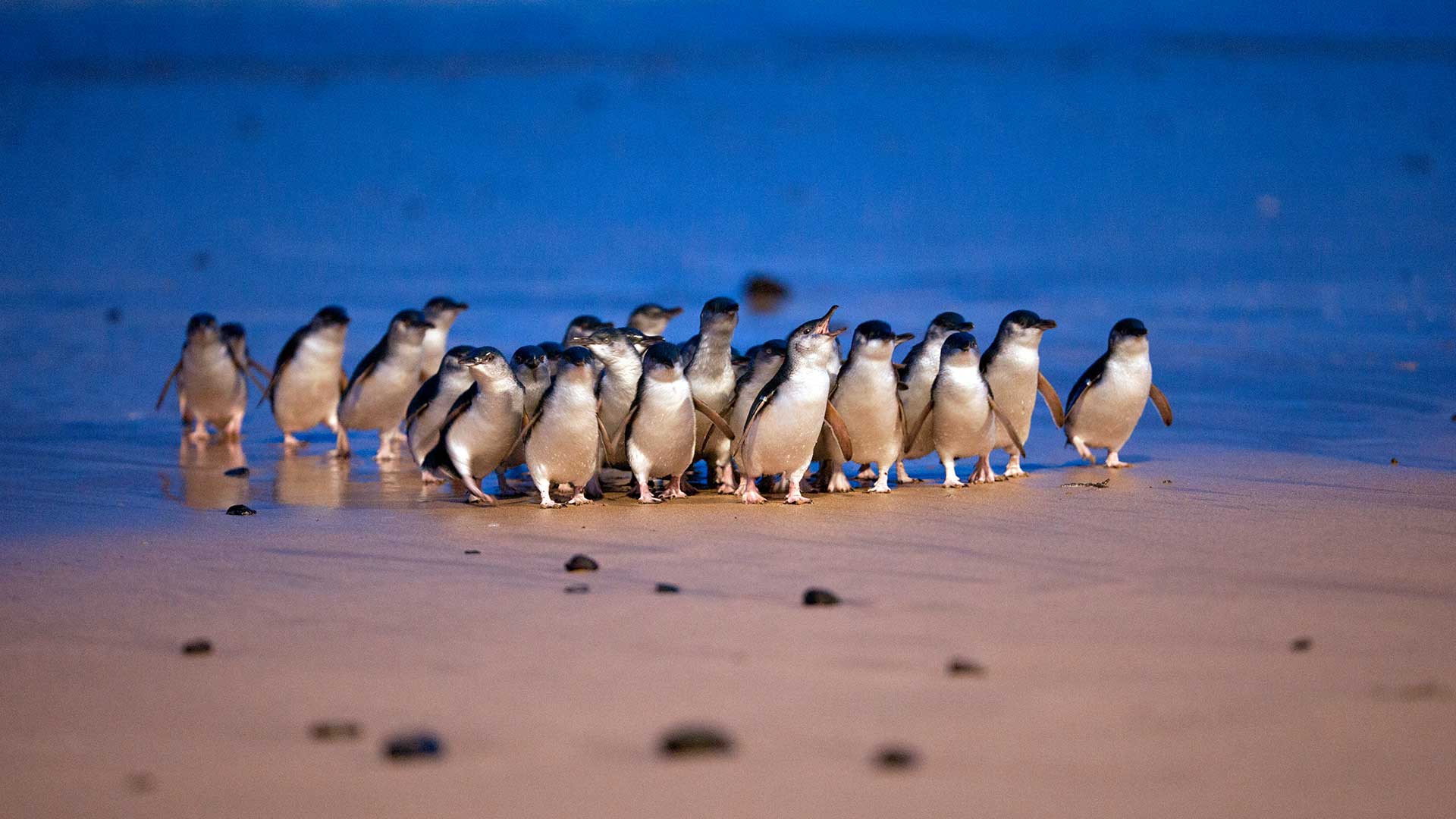 phillip-island-nature-parks---australia---images-penguin-waddle.jpg