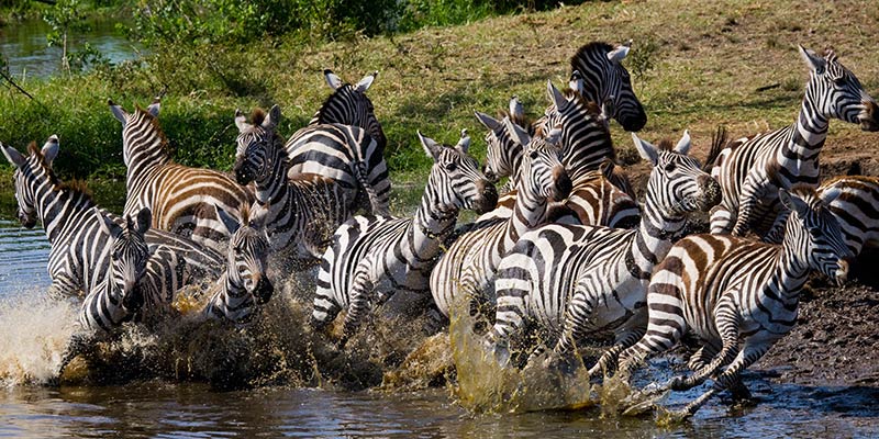 the-serengeti-national-park---tanzanian---images-africa-serengeti-great-migration.jpg