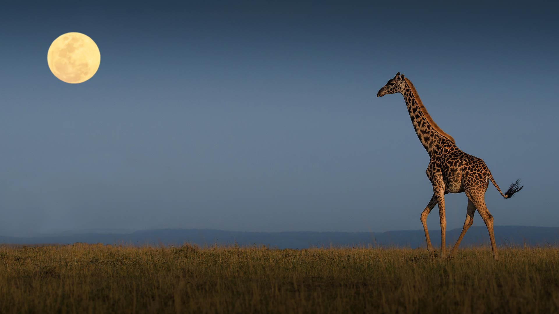 the-serengeti-national-park---tanzanian---images-africa-serengeti-national-park-conservation.jpg