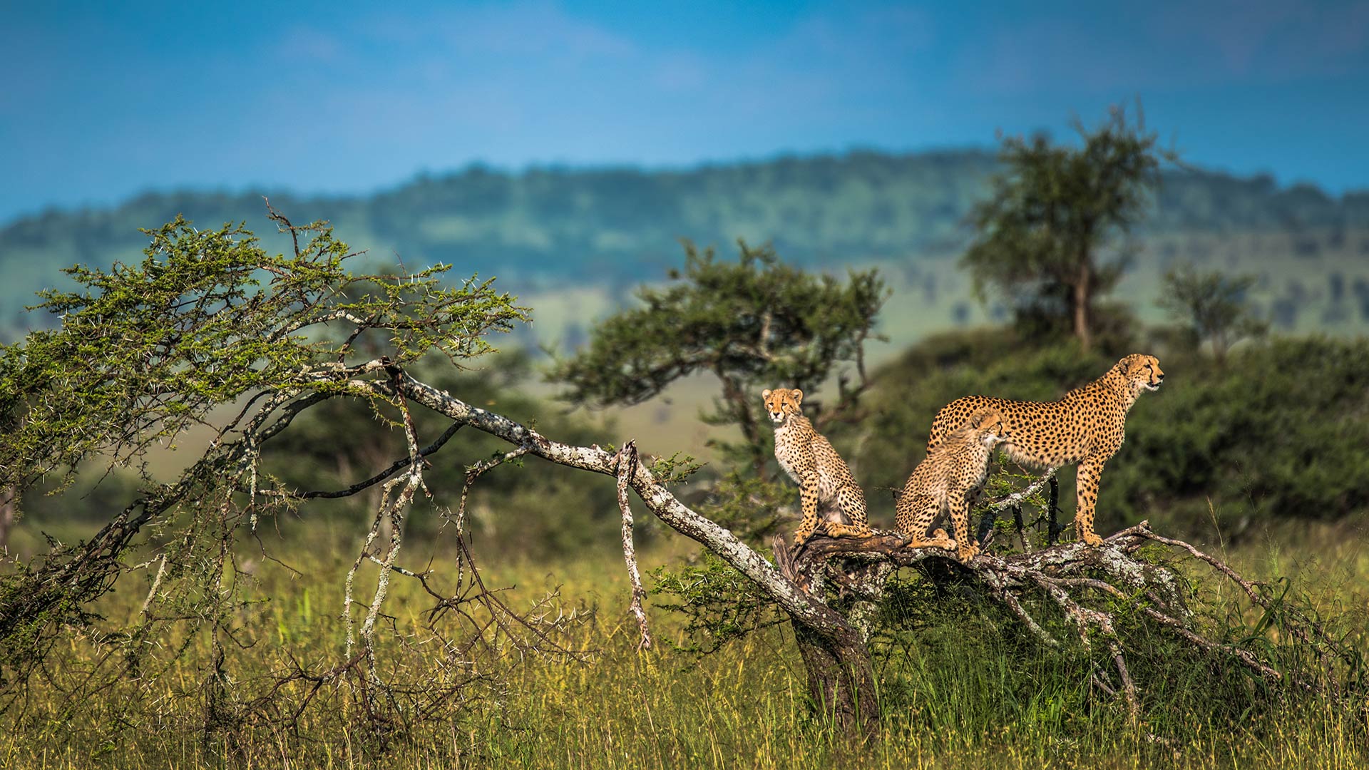 The Serengeti National Park - Tanzanian - images