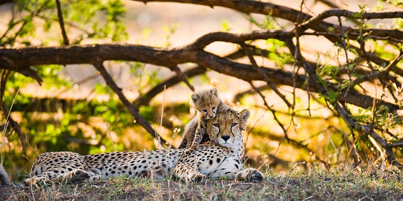 the-serengeti-national-park---tanzanian---images-conservation-area-serengeti-africa.jpg