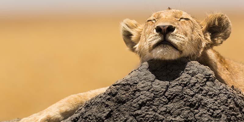 the-serengeti-national-park---tanzanian---images-lion-conservation-protection-serengeti.jpg