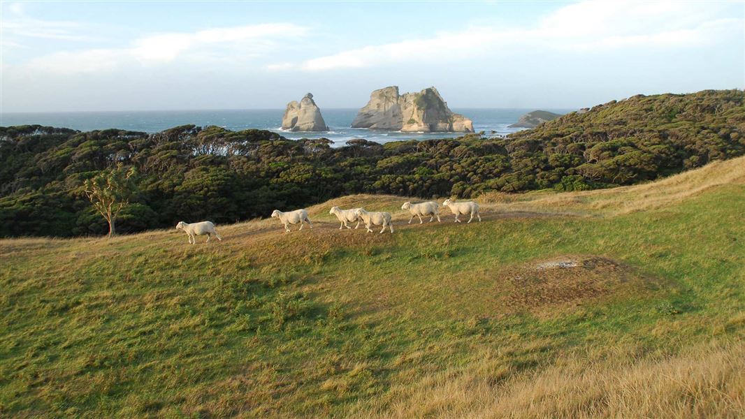 farewell-spit-and-puponga-farm-park----south-island---images-wharariki-beach-1920.jpg